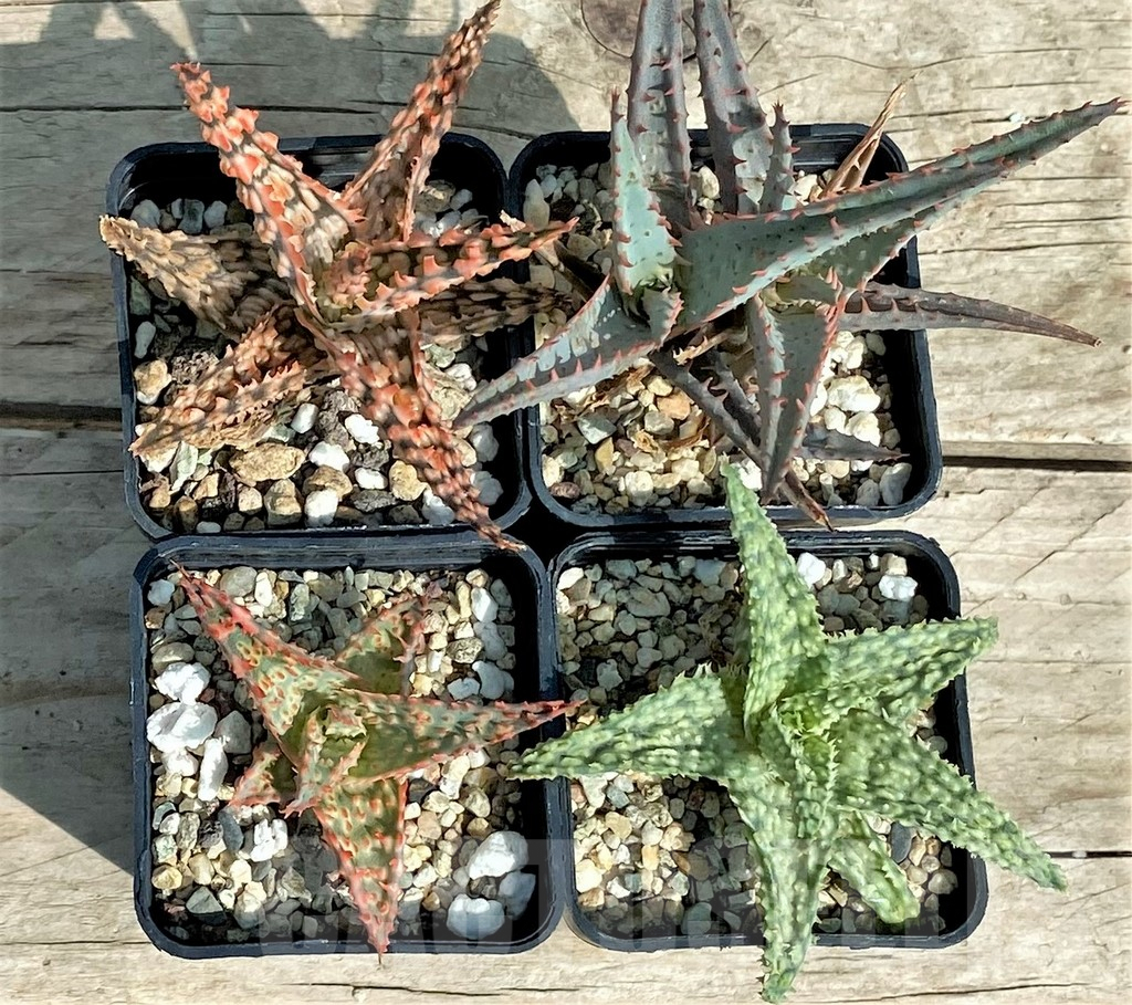 SET141 Aloe mix, 4 plants - Image 2