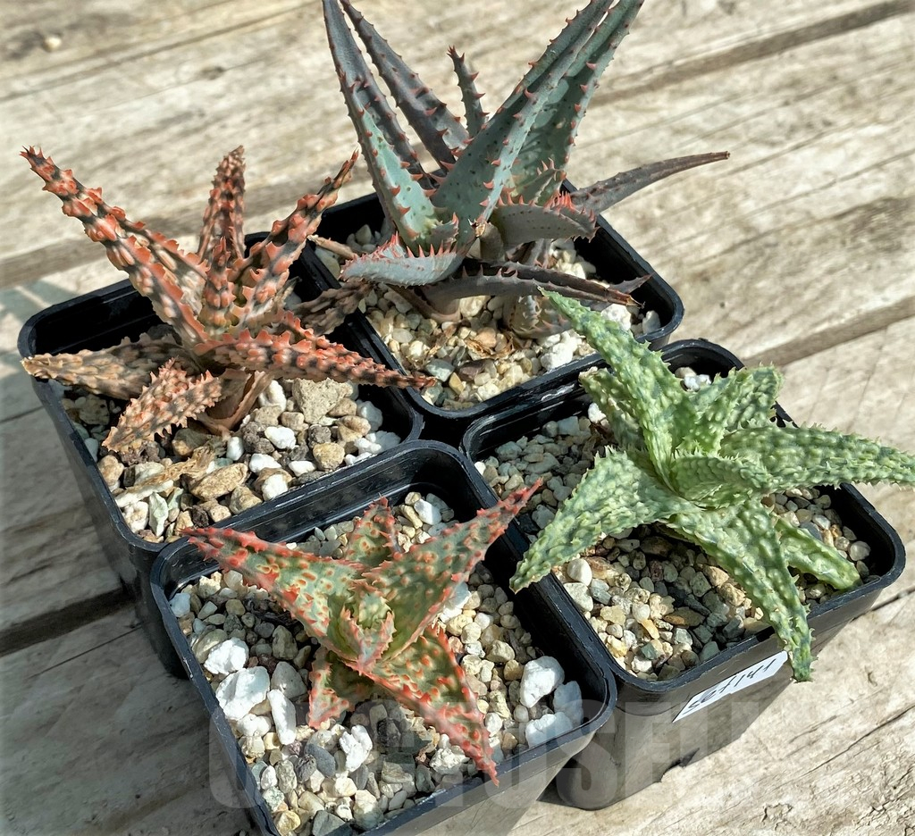 SET141 Aloe mix, 4 plants
