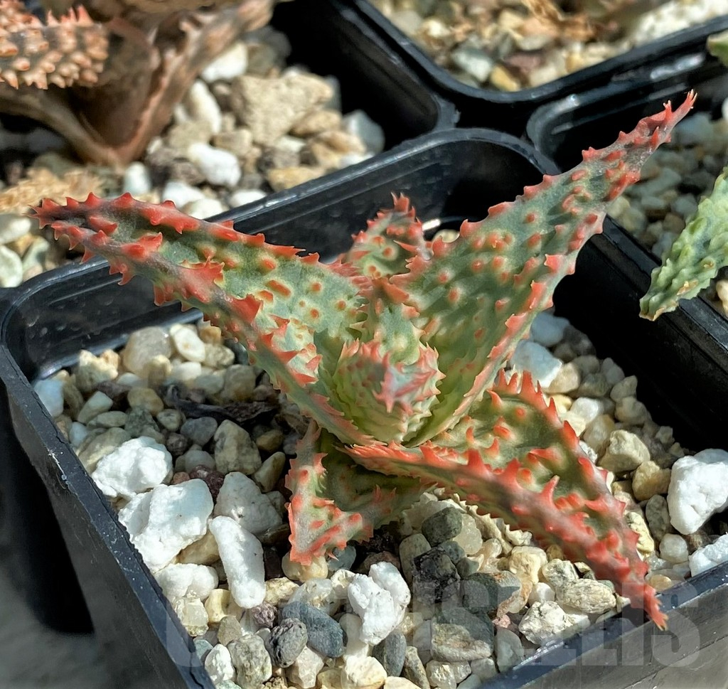 SET141 Aloe mix, 4 plants - Image 3