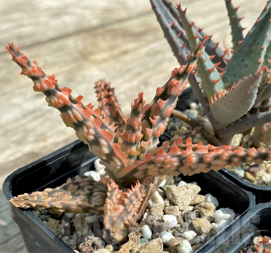 SET141 Aloe mix, 4 plants - Image 4