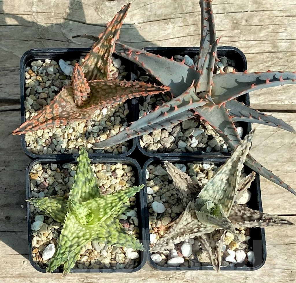 SET142 Aloe mix, 4 plants - Image 2