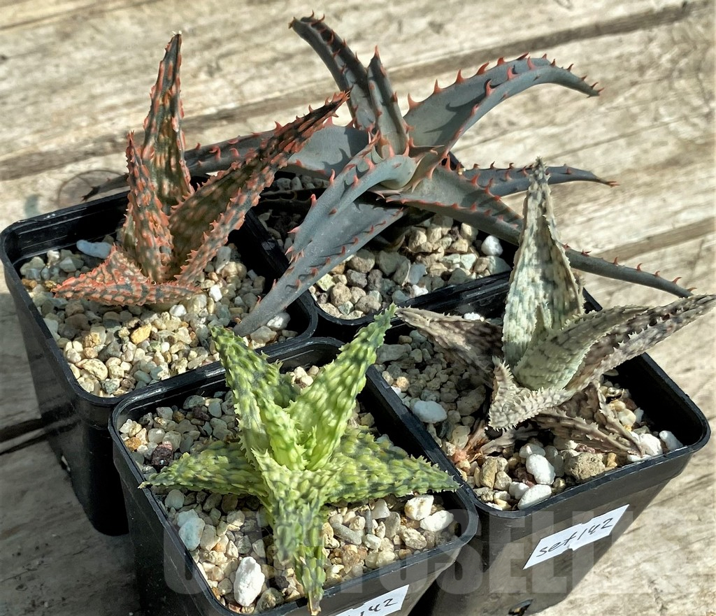 SET142 Aloe mix, 4 plants