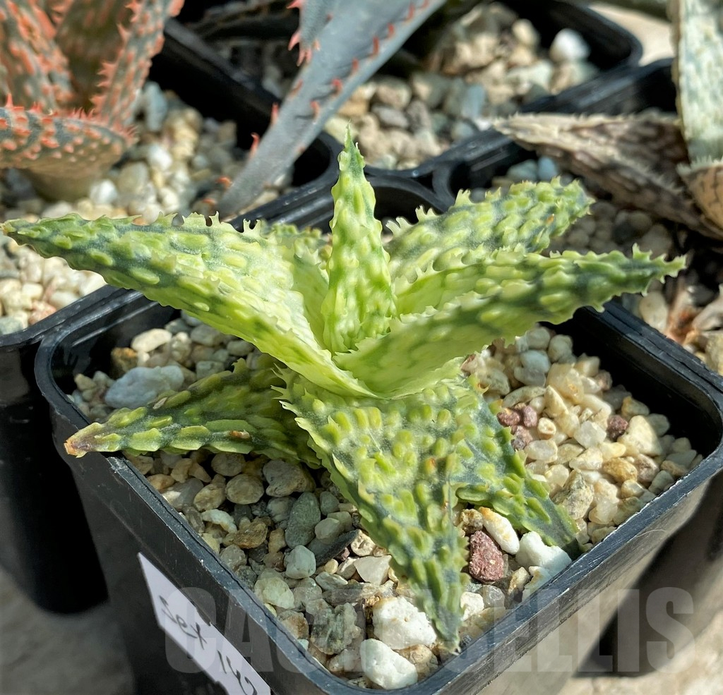 SET142 Aloe mix, 4 plants - Image 3