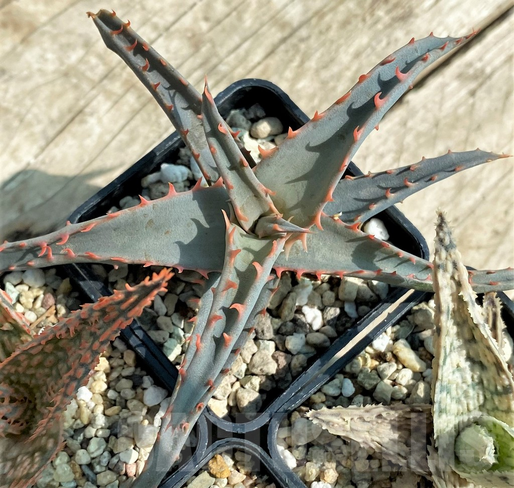 SET142 Aloe mix, 4 plants - Image 4