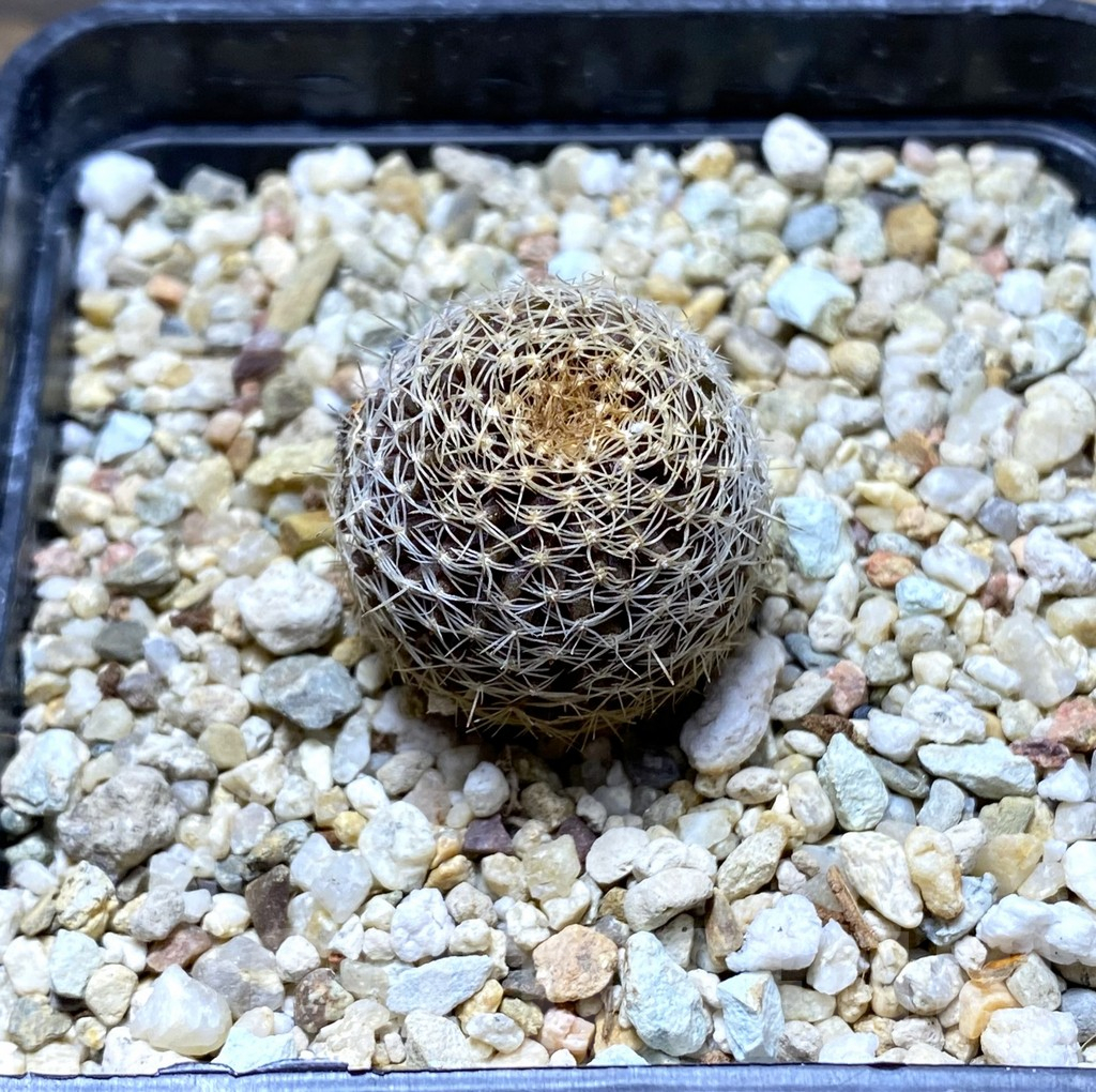 SHPR31403 Copiapoa tenuissima FR 539