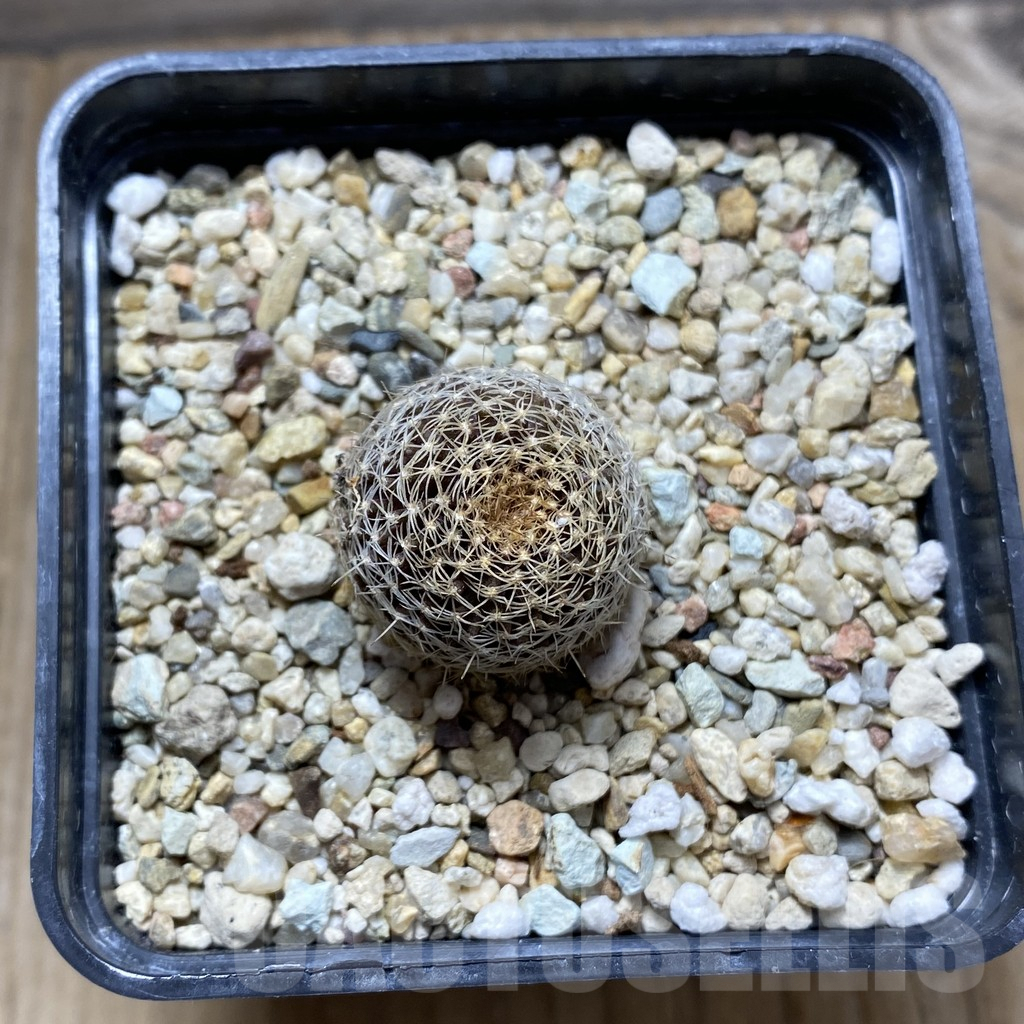 SHPR31403 Copiapoa tenuissima FR 539 - immagine 2
