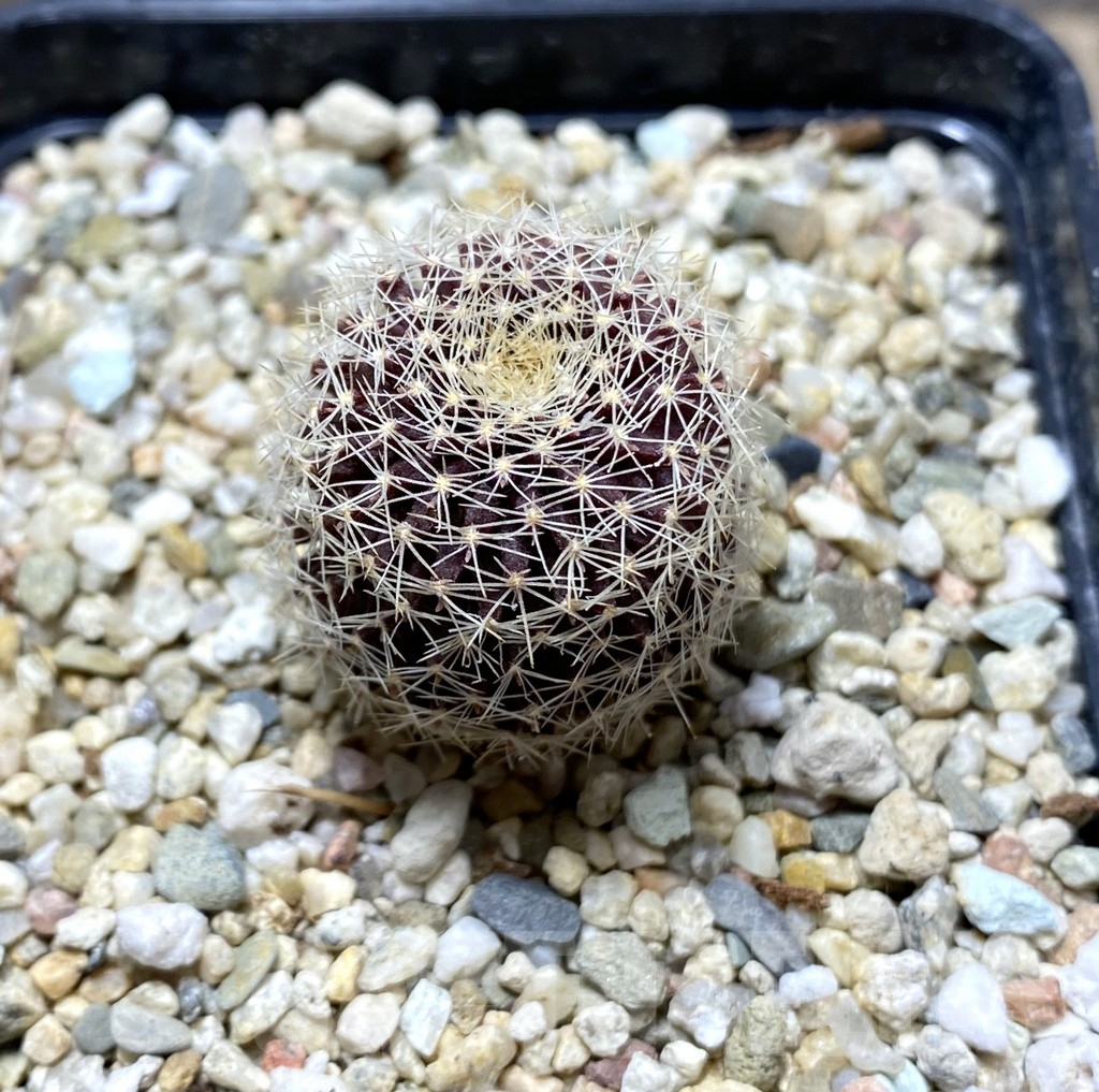 SHPR31404 Copiapoa tenuissima FR 539