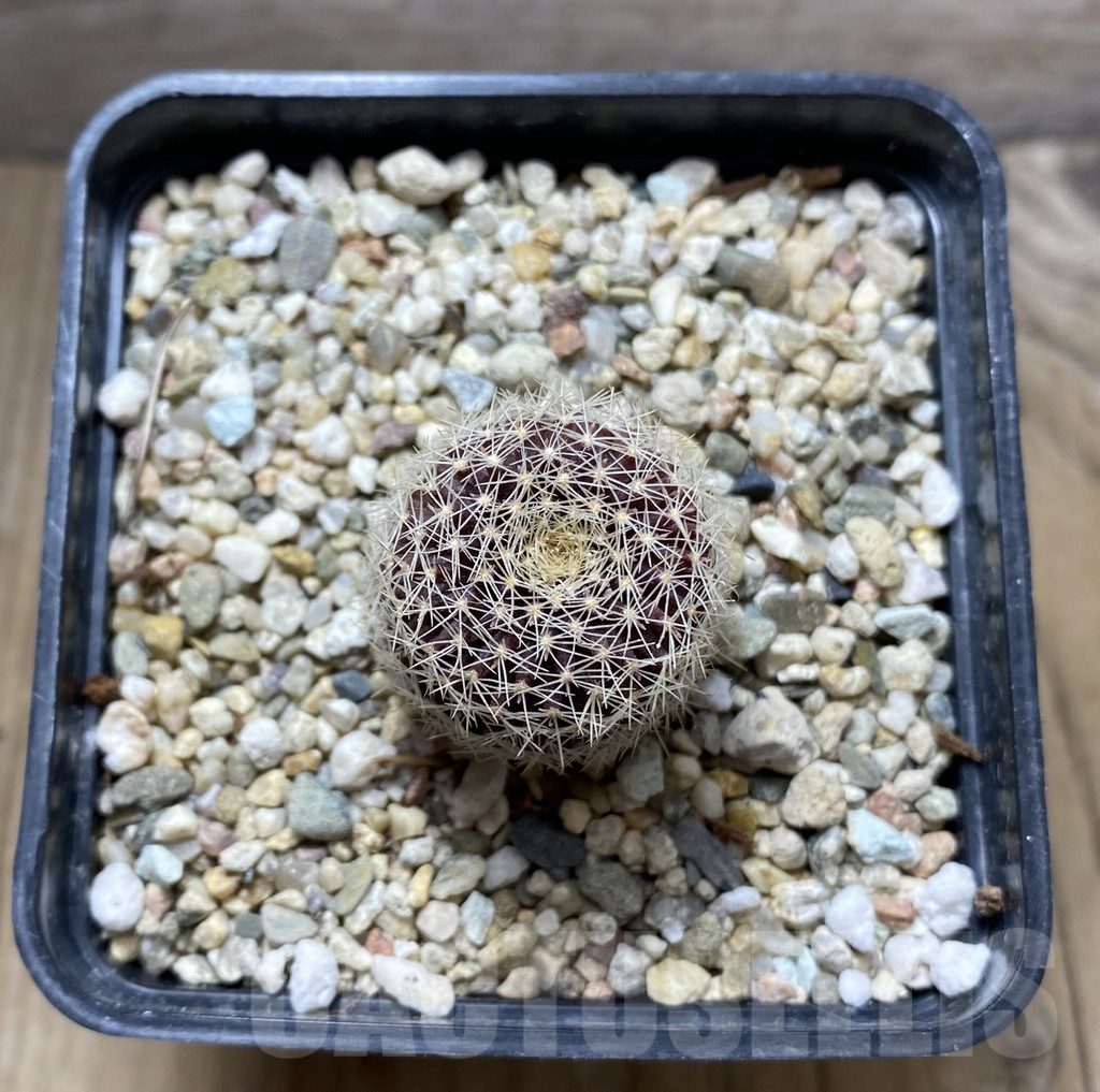 SHPR31404 Copiapoa tenuissima FR 539 – Bild 2