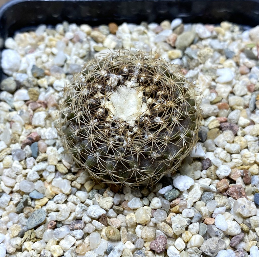 SHPR31405 Copiapoa tenuissima FR 539