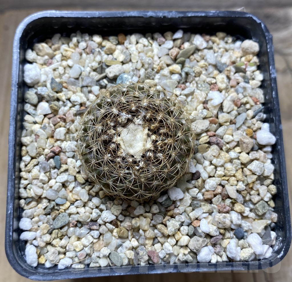 SHPR31405 Copiapoa tenuissima FR 539 – Bild 2