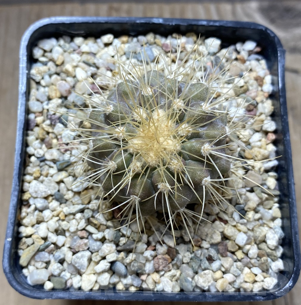 SHPR31406 Copiapoa krainziana v. scopulina - immagine 2
