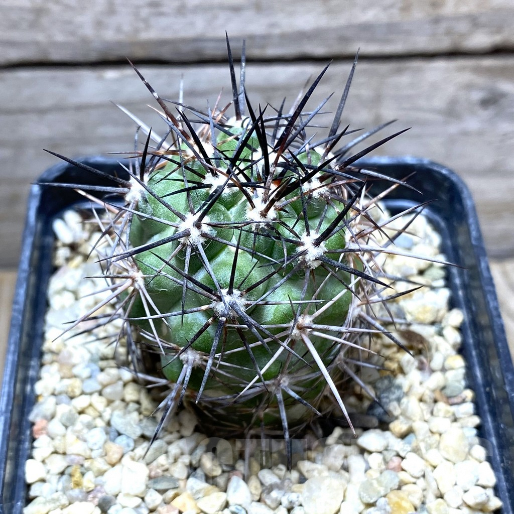 SHPR31407 Copiapoa coquimbana KK 1380