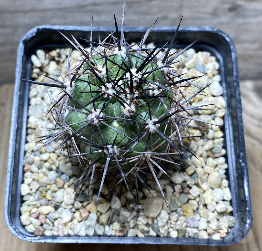 SHPR31407 Copiapoa coquimbana KK 1380 - immagine 2