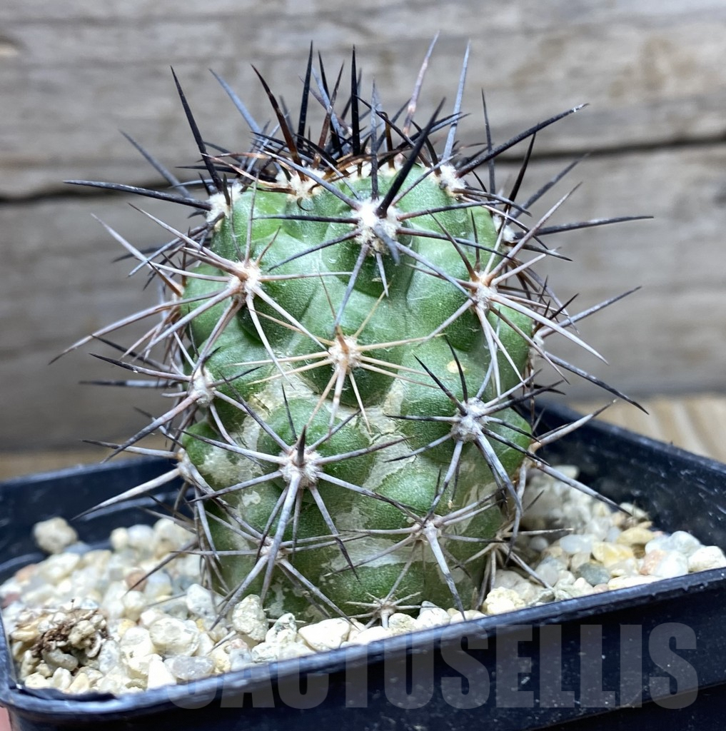 SHPR31407 Copiapoa coquimbana KK 1380 - immagine 3