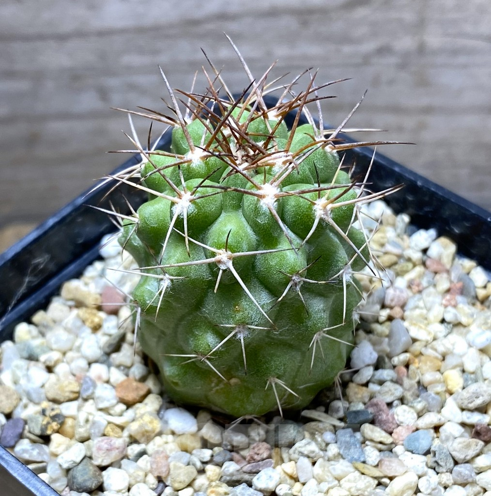 SHPR31408 Copiapoa domeykoensis FK 106