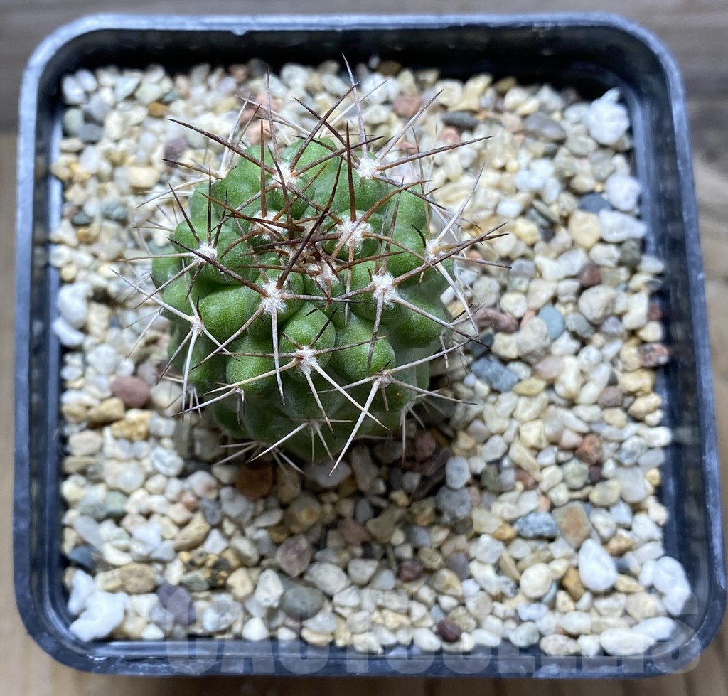 SHPR31408 Copiapoa domeykoensis FK 106 - Image 2