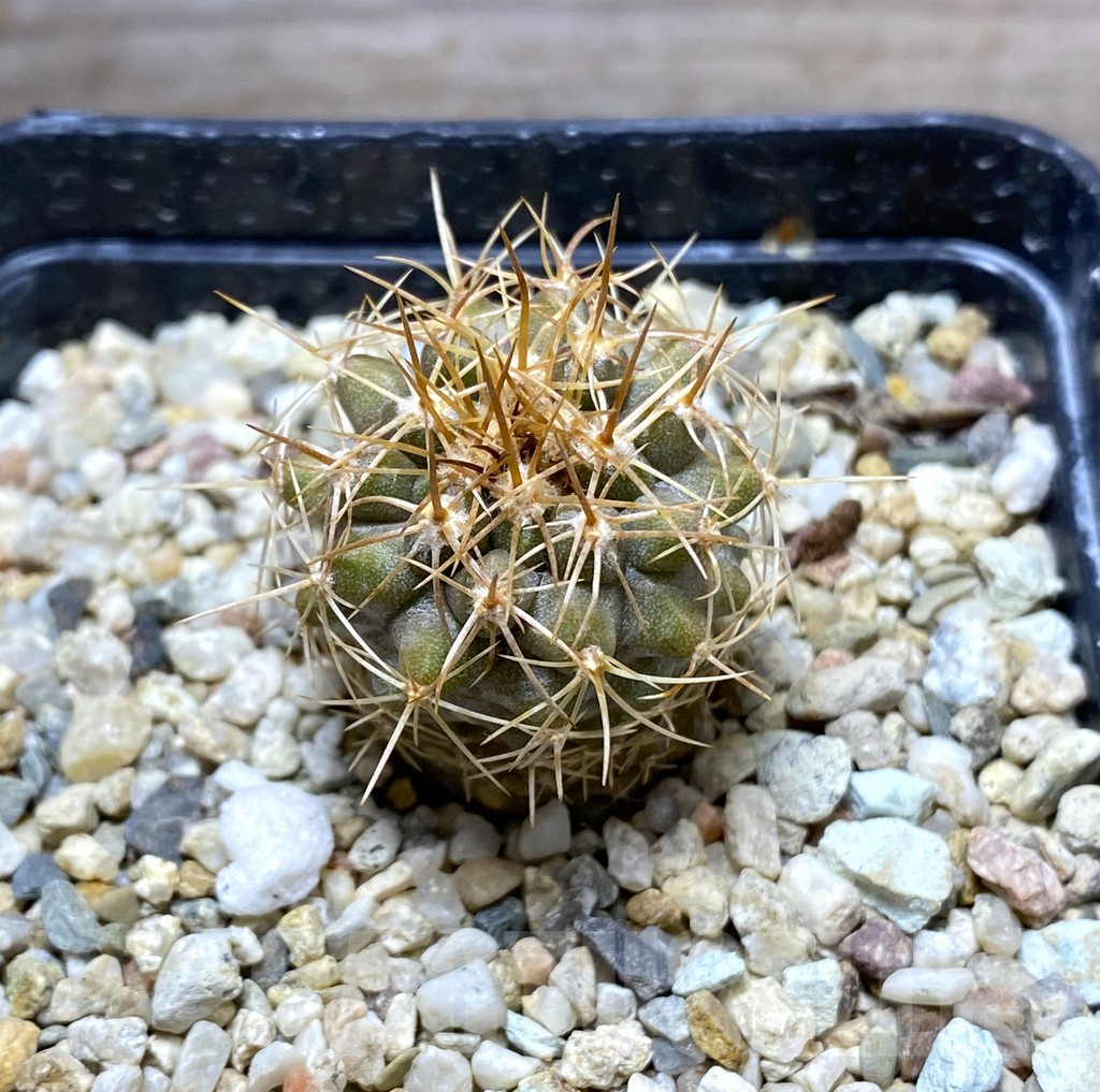 SHPR31409 Copiapoa desertorum