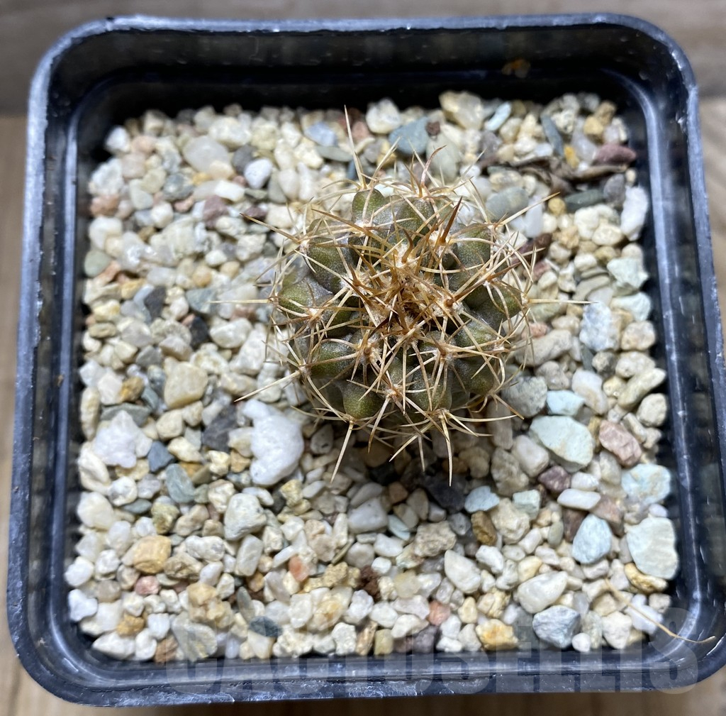 SHPR31409 Copiapoa desertorum - Image 2