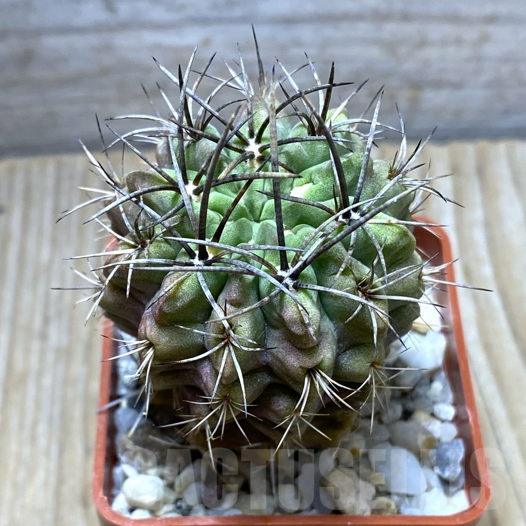 SHPR31410 Neochilenia paucicostata v. viridis KK 67