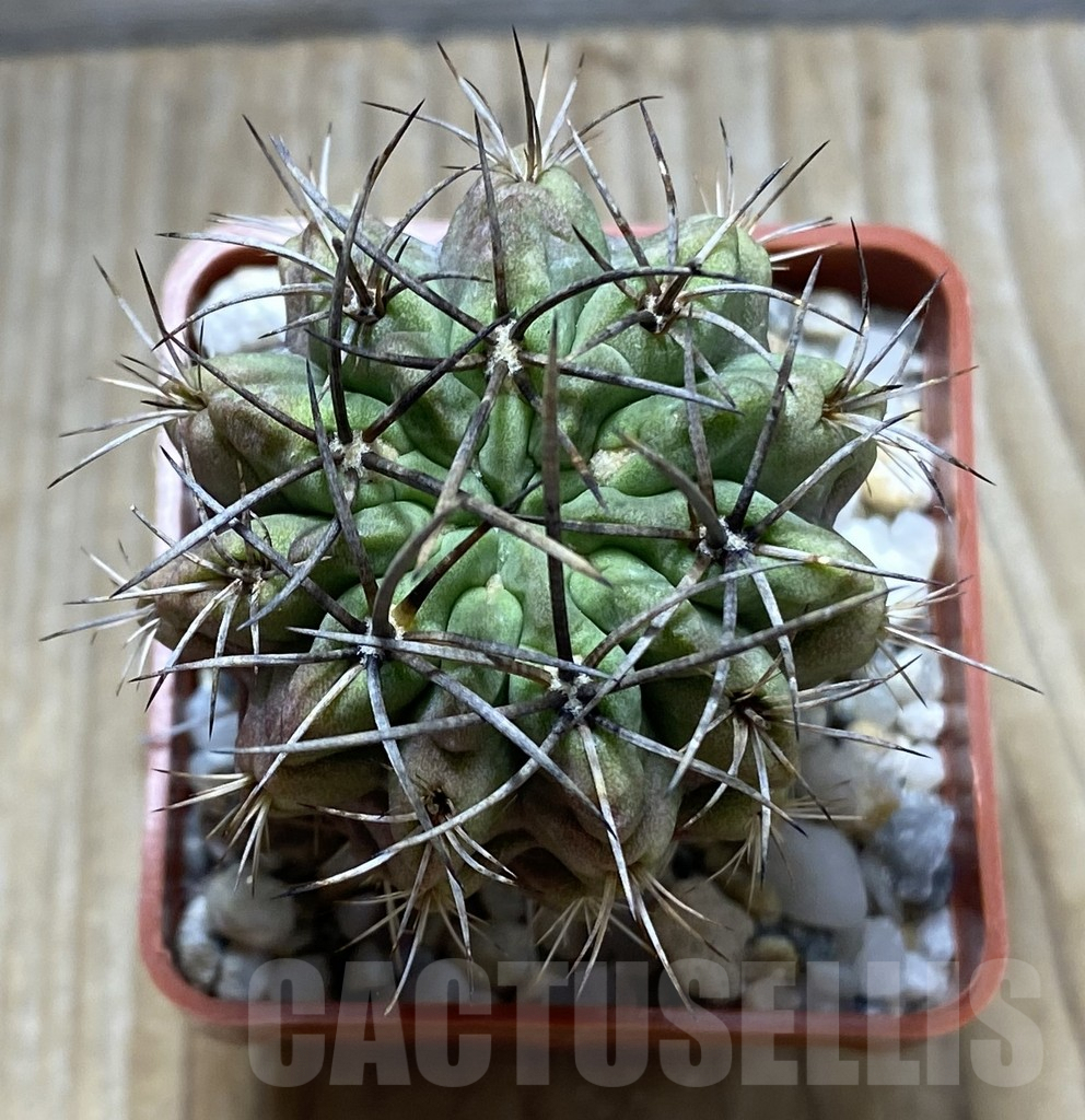 SHPR31410 Neochilenia paucicostata v. viridis KK 67 - Image 2