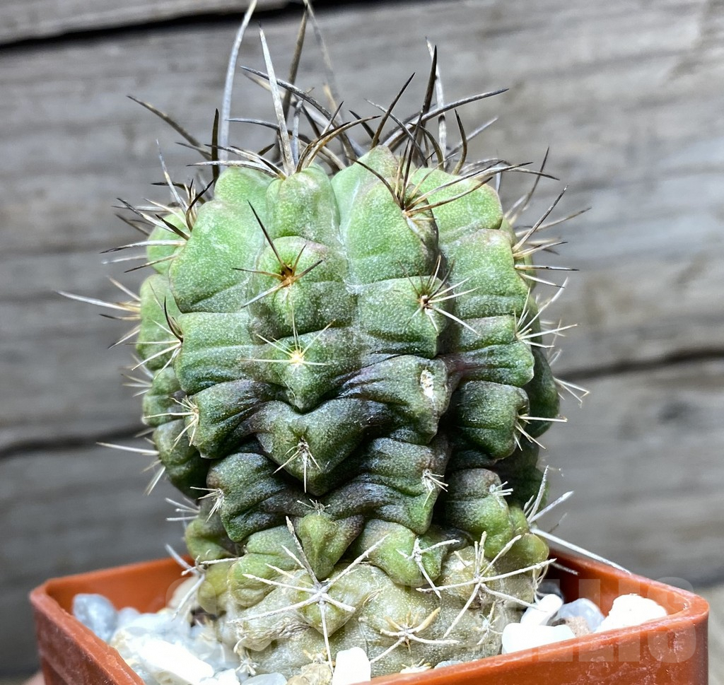 SHPR31410 Neochilenia paucicostata v. viridis KK 67 - Image 3