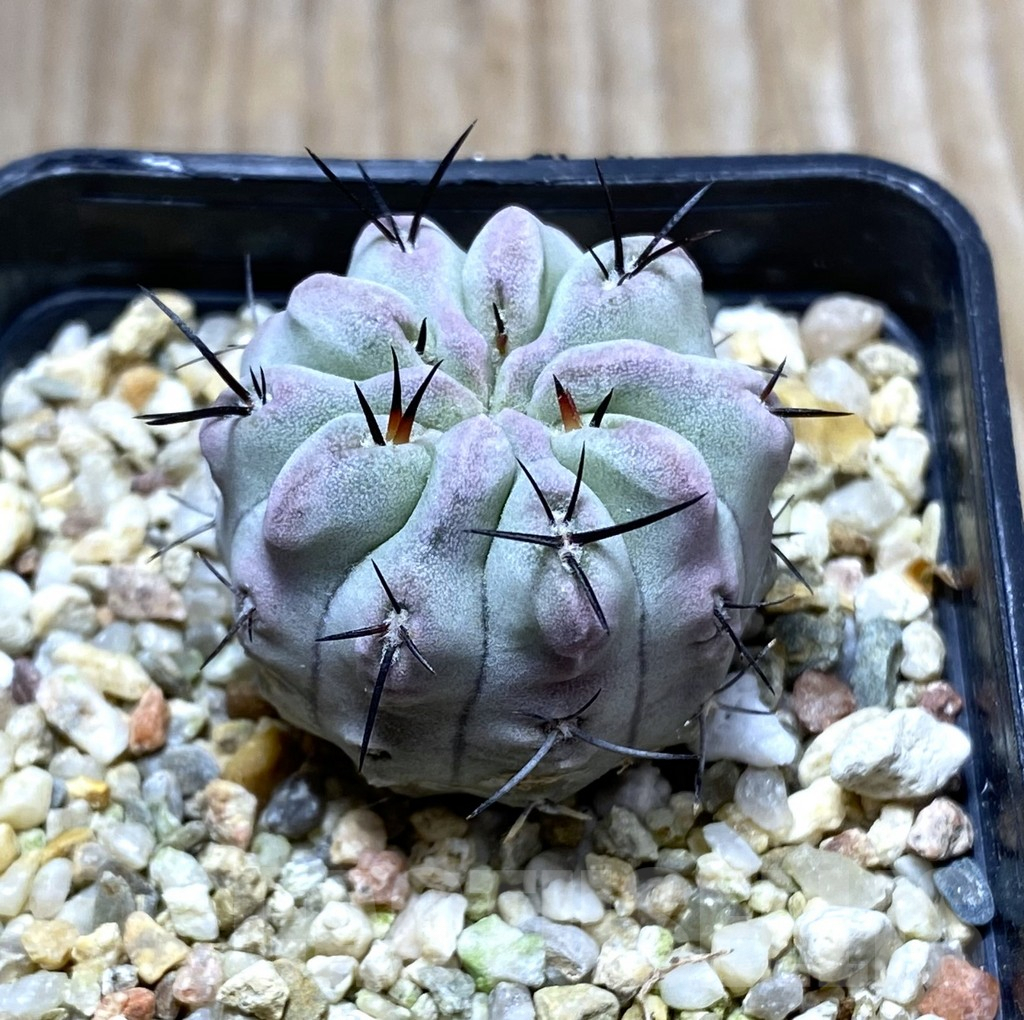 SHPR31411 Neochilenia paucicostata ‘Blue form’