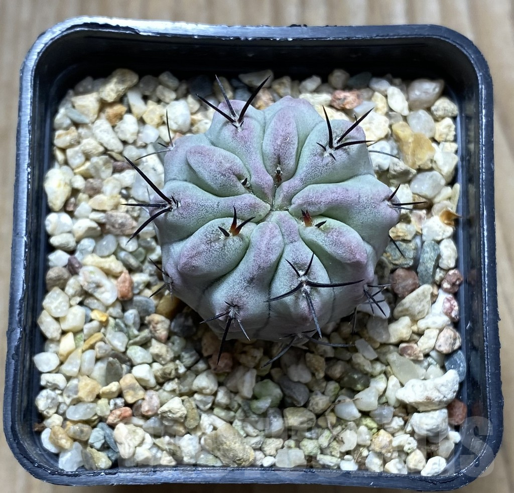 SHPR31411 Neochilenia paucicostata ‘Blue form’ - Image 2