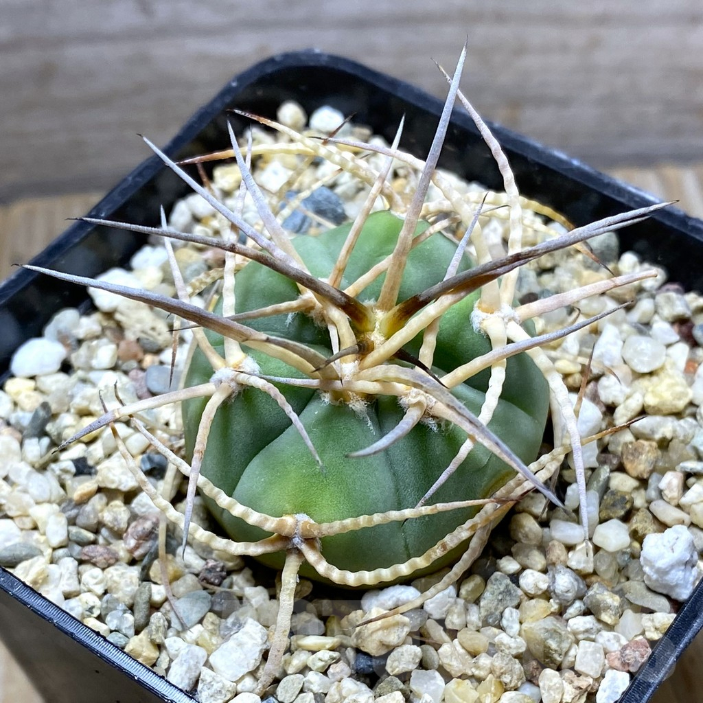 SHPR31418 Gymnocalycium cardenasianum LF 616