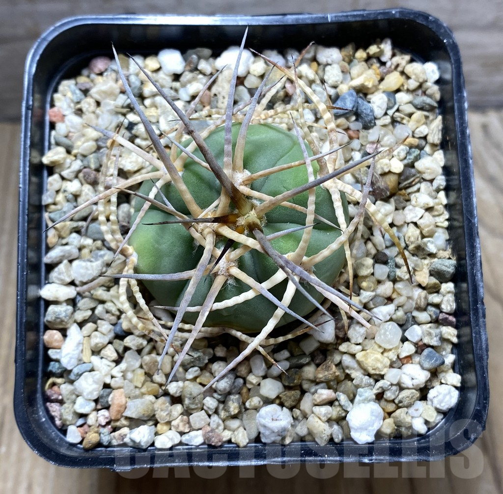 SHPR31418 Gymnocalycium cardenasianum LF 616 – Bild 2