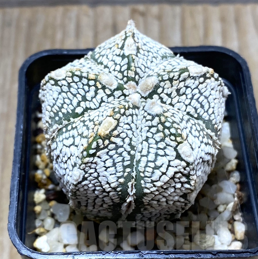 SHPR31419 Astrophytum asterias ‘Super kabuto’ x myriostigma ‘Onzuka’