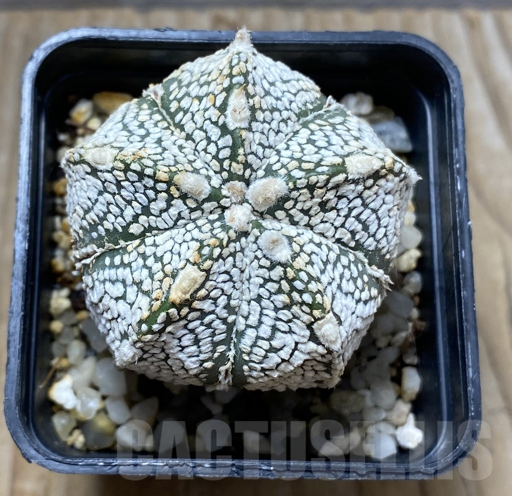 SHPR31419 Astrophytum asterias ‘Super kabuto’ x myriostigma ‘Onzuka’ – Bild 2