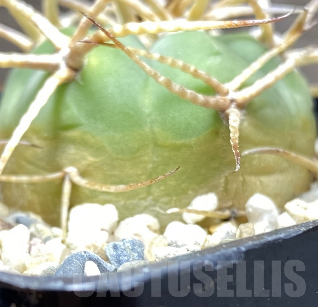 SHPR31418 Gymnocalycium cardenasianum LF 616 – Bild 3