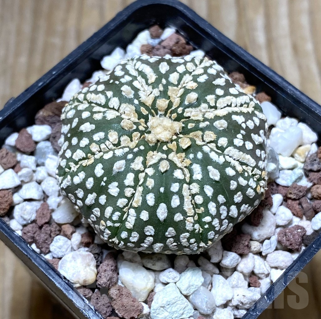 SHPR31420 Astrophytum asterias ‘Super Kabuto’ Star Shape