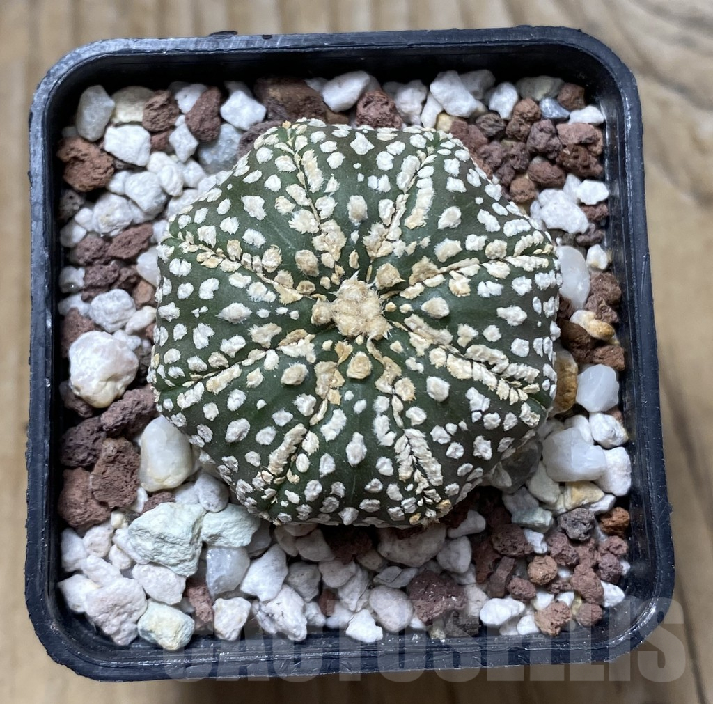 SHPR31420 Astrophytum asterias ‘Super Kabuto’ Star Shape – Bild 2