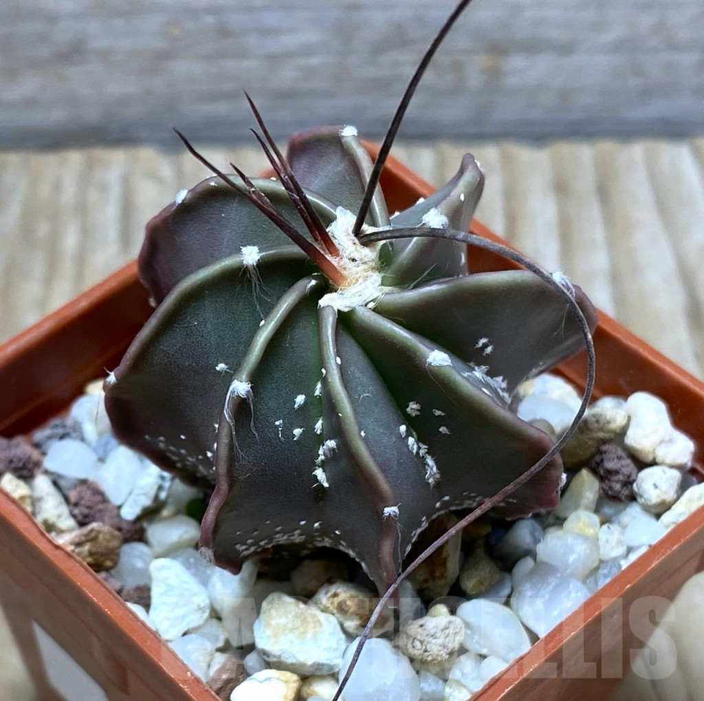 SHPR31421 Astrophytum senile v. aureum