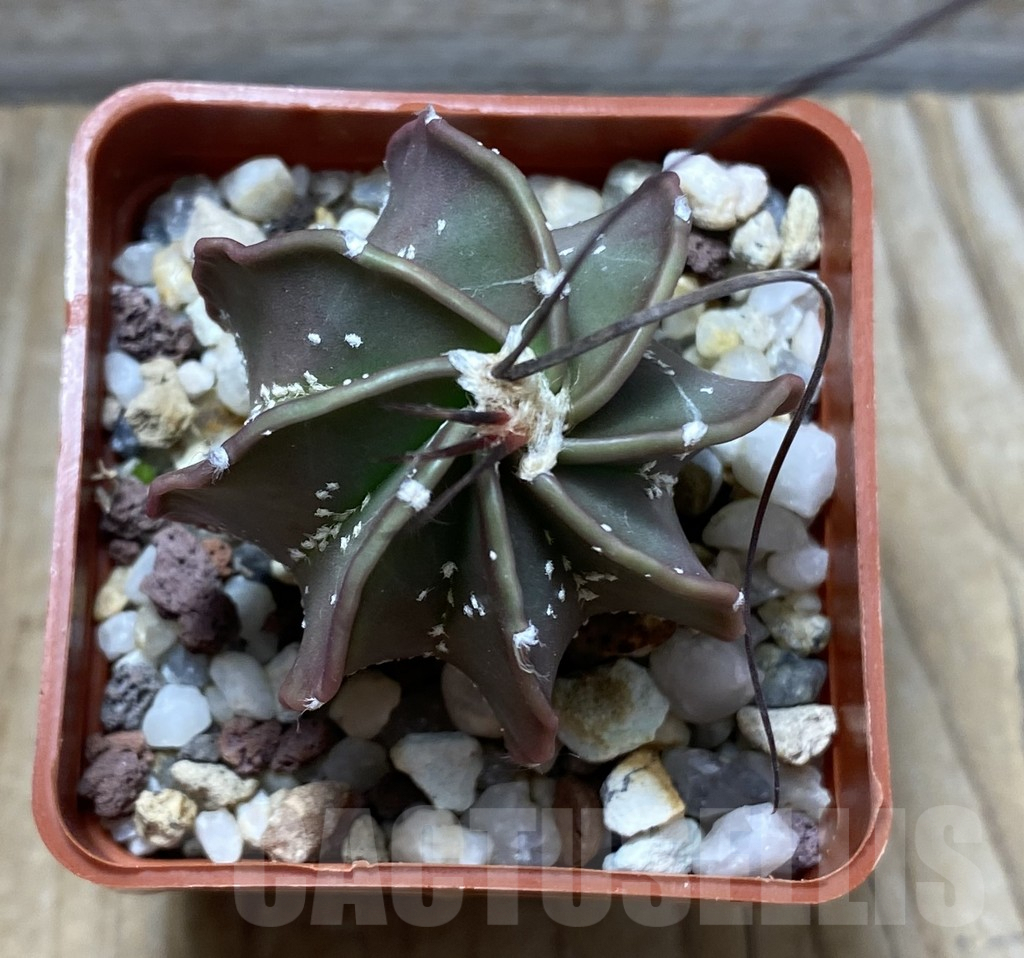 SHPR31421 Astrophytum senile v. aureum – Bild 2