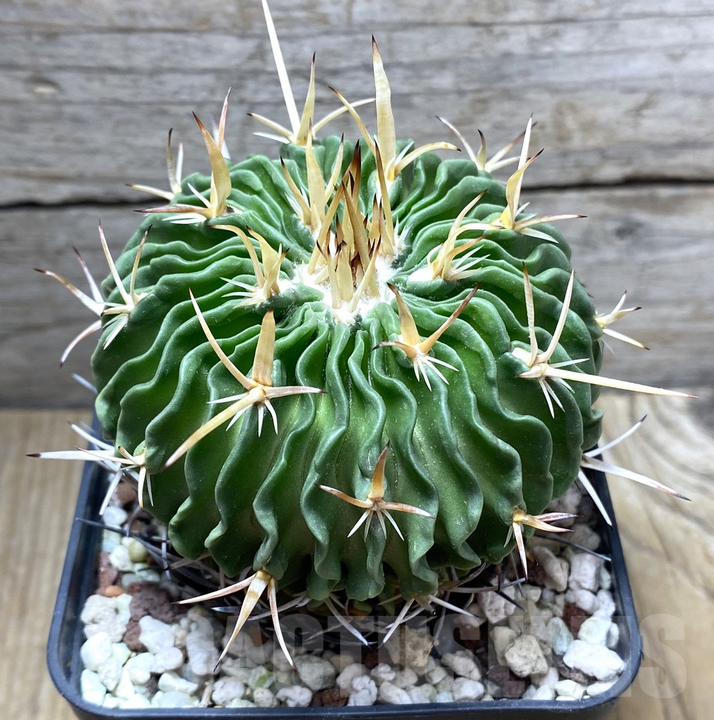 SHPR31422 Echinofossulocactus dichroacanthus, old 10 years