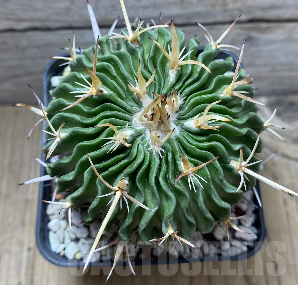 SHPR31422 Echinofossulocactus dichroacanthus, old 10 years – Bild 2