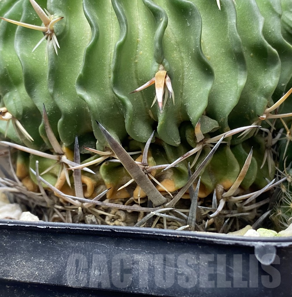 SHPR31422 Echinofossulocactus dichroacanthus, old 10 years – Bild 3