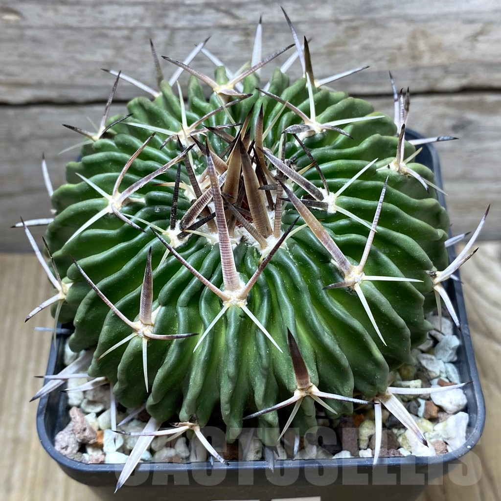 SHPR31423 Echinofossulocactus lamellosus, old 10 years
