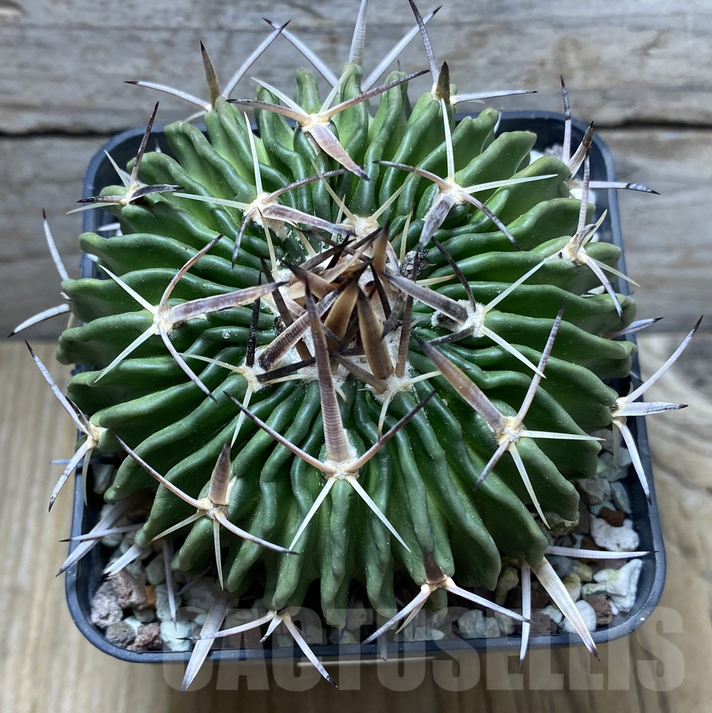 SHPR31423 Echinofossulocactus lamellosus, old 10 years – Bild 2