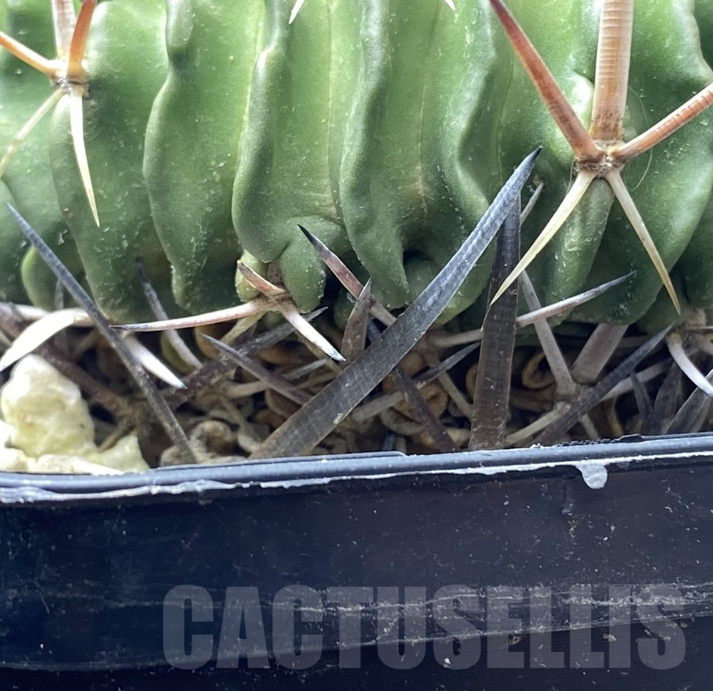 SHPR31423 Echinofossulocactus lamellosus, old 10 years – Bild 3