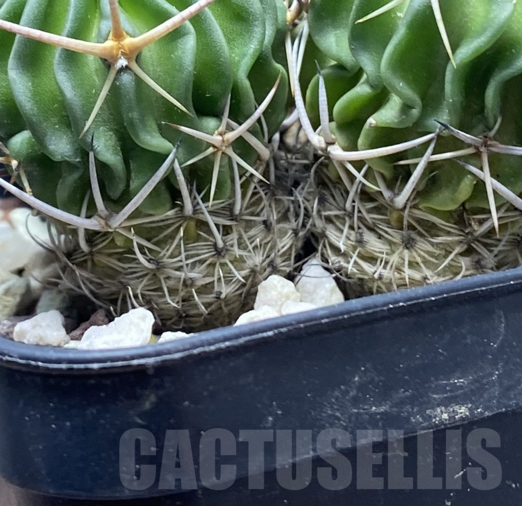 SHPR31424 Echinofossulocactus lamellosus, old 10 years - Зображення 2