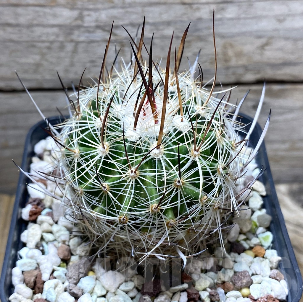 SHPR31425 Echinofossulocactus ochoterenaus