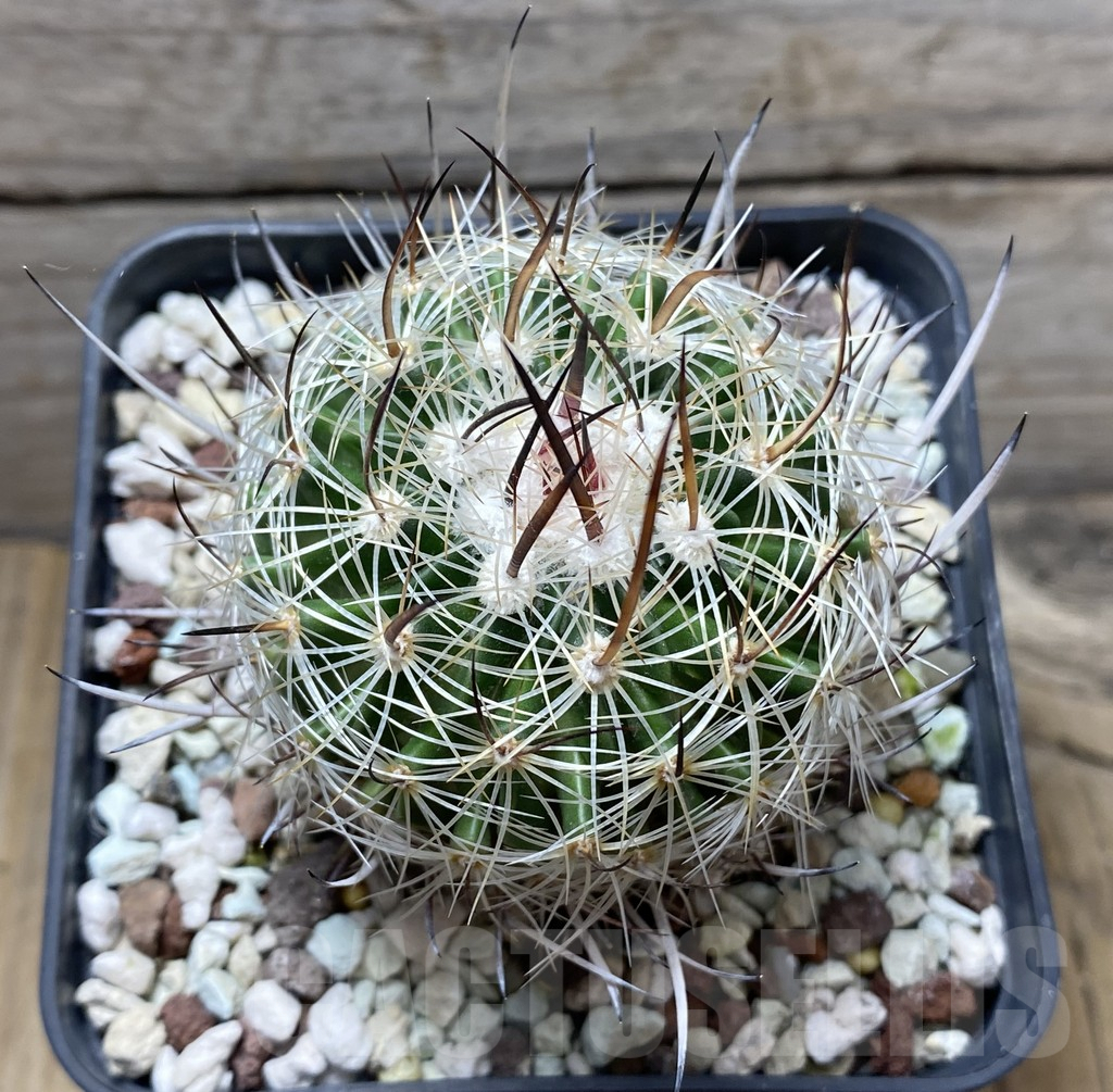 SHPR31425 Echinofossulocactus ochoterenaus - Зображення 2