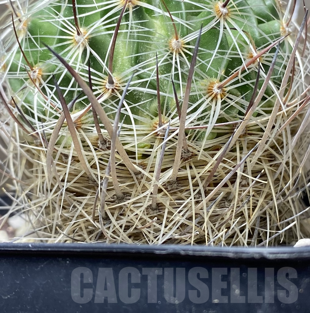 SHPR31425 Echinofossulocactus ochoterenaus - Зображення 3