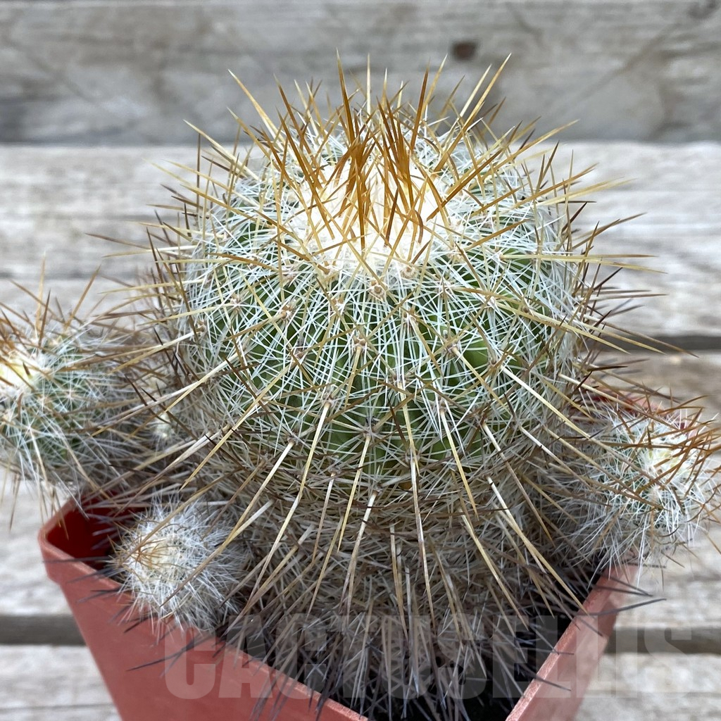 SHPR31426 Echinofossulocactus albatus MG 295.5, old 15 years