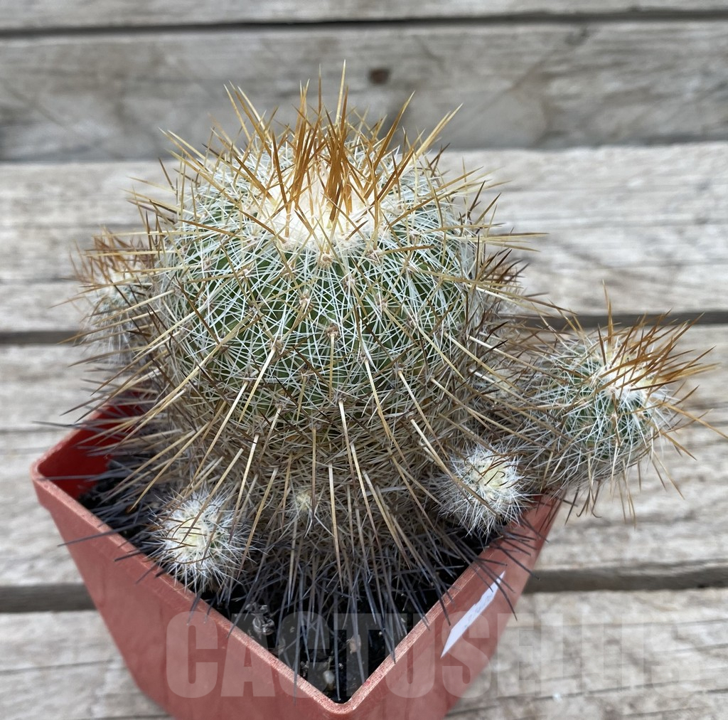 SHPR31426 Echinofossulocactus albatus MG 295.5, old 15 years - Зображення 2