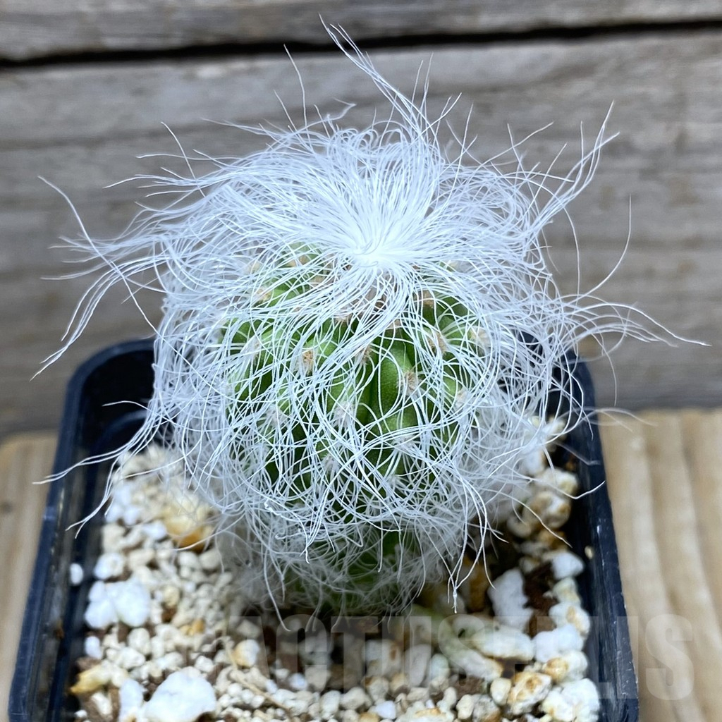 SHPR31427 Cephalocereus senilis