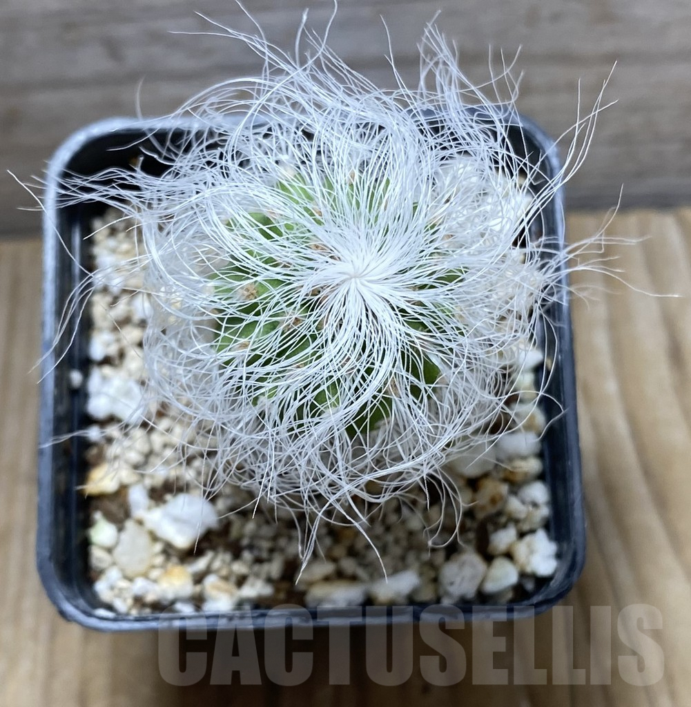 SHPR31427 Cephalocereus senilis - Зображення 2